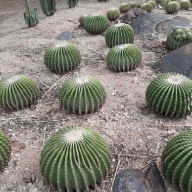 aashuKapil's garden