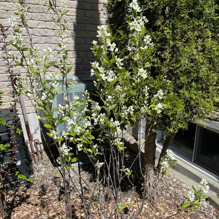 Plant image Amelanchier canadensis