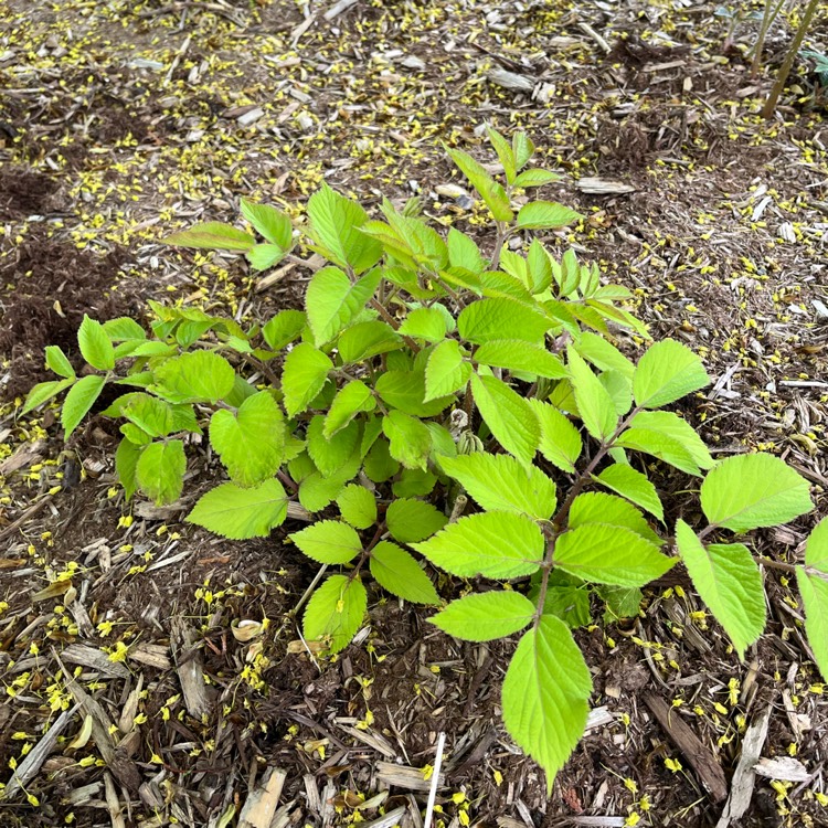 Plant image Aralia cordata 'Sun King'