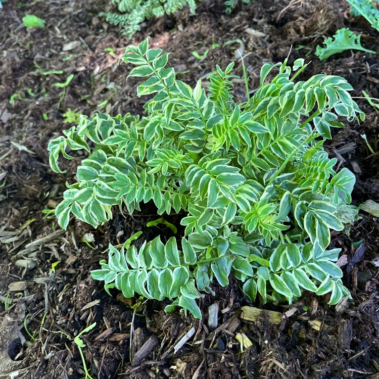 Plant image Polemonium caeruleum 'Brise d'Anjou'