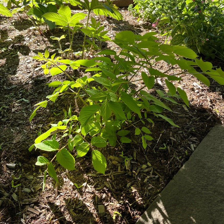 Plant image Aralia cordata 'Sun King'