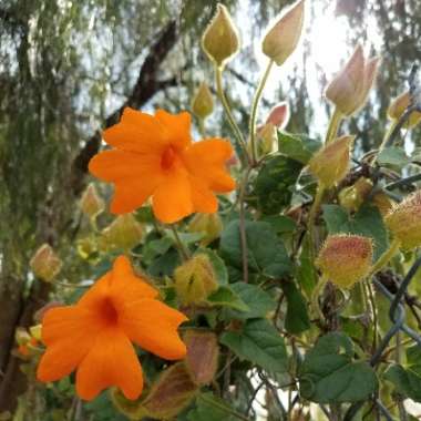 Orange Clock vine