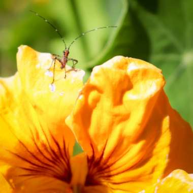 Nasturtium