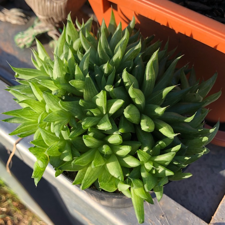 Plant image Haworthia Reticulata