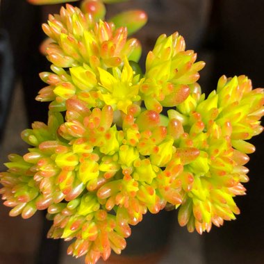 Sedum Rubrotinctum