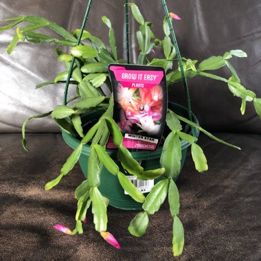 Schlumbergera truncata