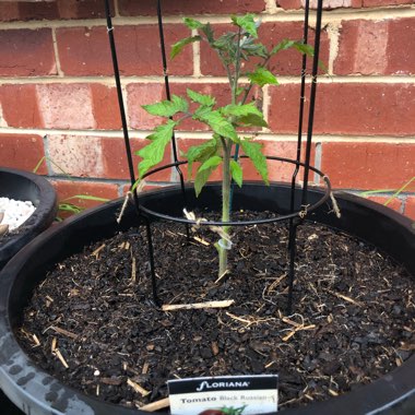 Solanum lycopersicum 'Black Russian'