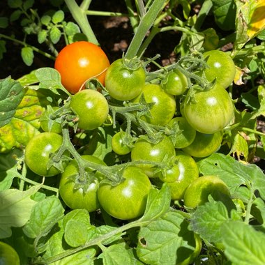 Solanum Lycopersicum var. cerasiforme 'Cherry Falls'