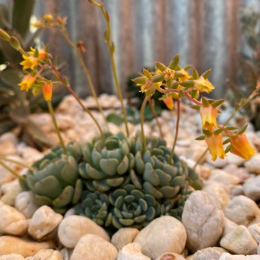 Echeveria Minima