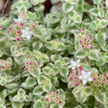 Crassula Pellucida subsp. Marginalis Dwarf Form