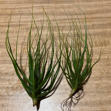 Tillandsia schiedeana