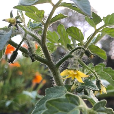 Solanum lycopersicum 'Florida Basket'