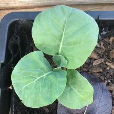 Brassica oleracea (Alboglabra Group)