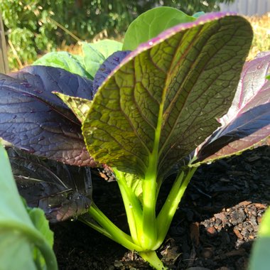 Brassica Rapa var Chinensis