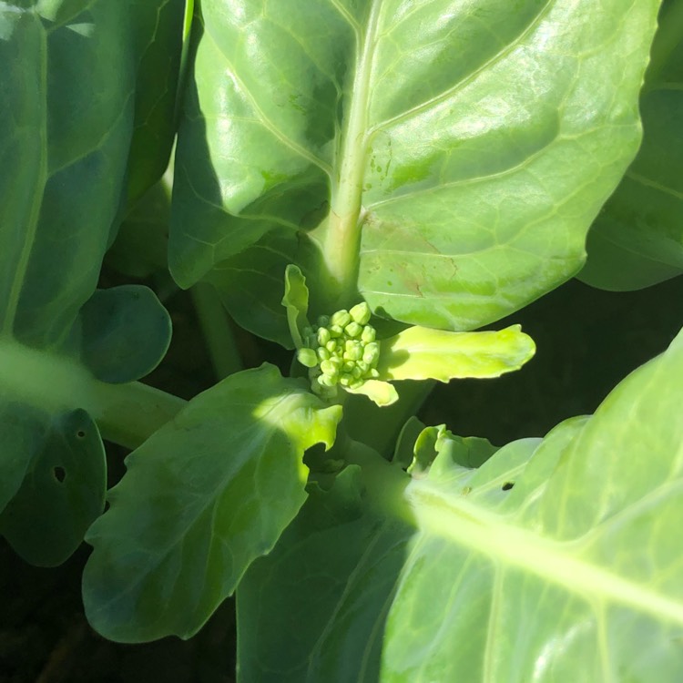 Plant image Brassica oleracea (Alboglabra Group)