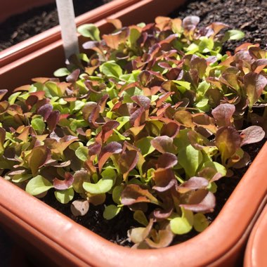 Lactuca sativa 'Salad Bowl'