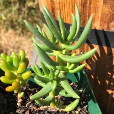 Crassula 'Tetragona'