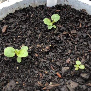 Viola tricolor