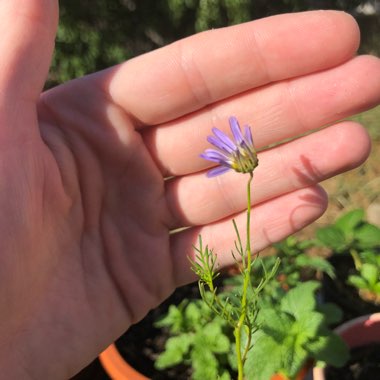 Brachyscome iberidifolia