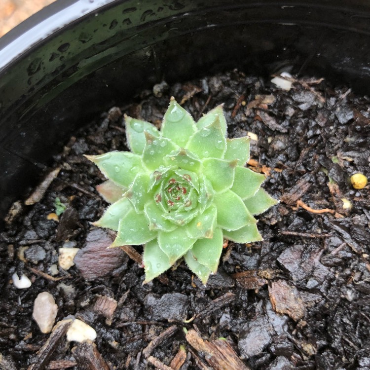 Plant image Sempervivum Tectorum Greenii