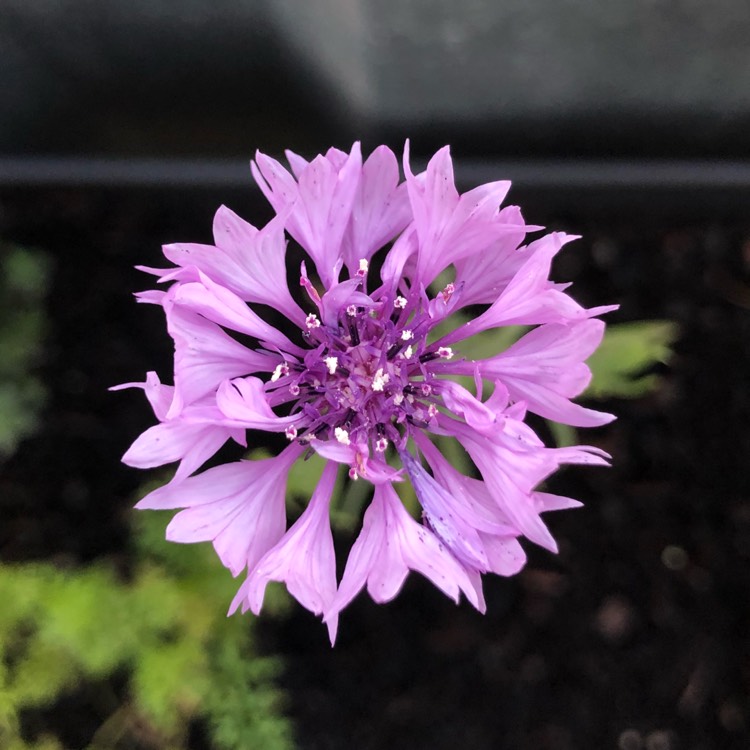 Plant image Centaurea cyanus 'Polka Dot Mix'