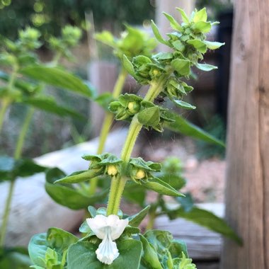 Ocimum basilicum