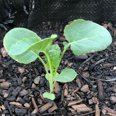 Brassica oleracea (Italica Group)