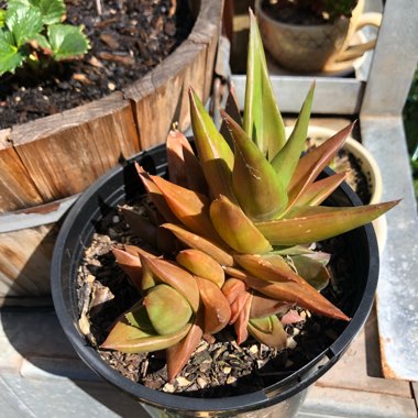 Aloe 'Black Gem'