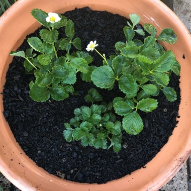 Fragaria x ananassa