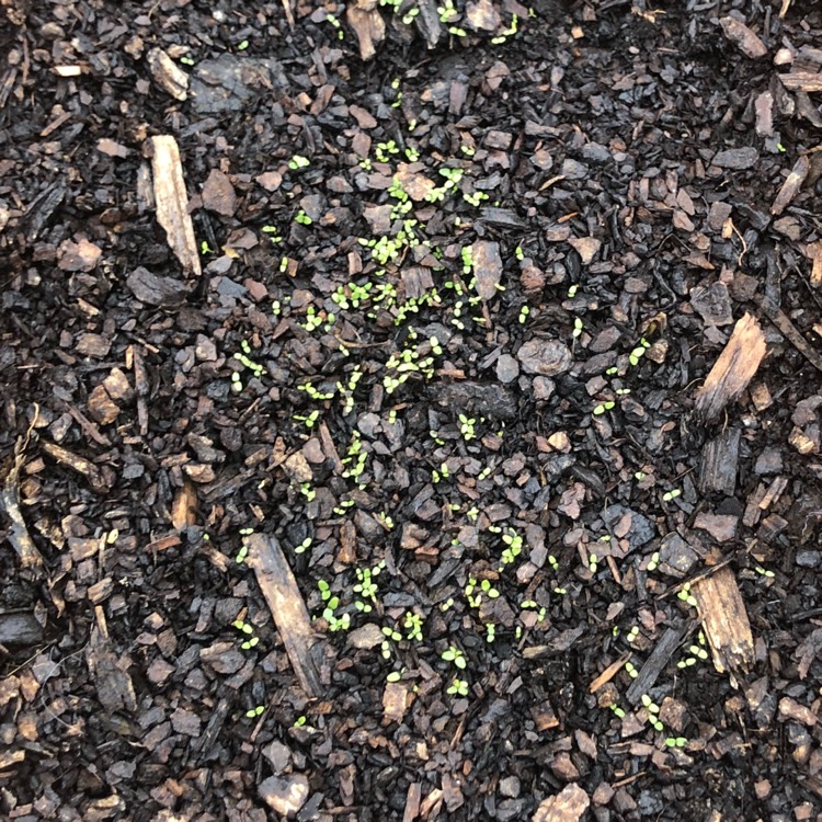 Plant image Lobelia Erinus 'Cambridge Blue'