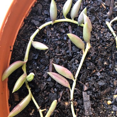 Senecio radicans