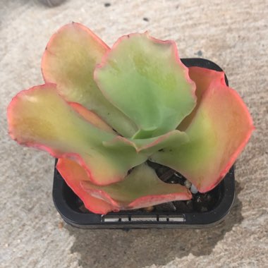 Echeveria Tutti Frutti