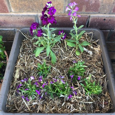 Lobelia x speciosa