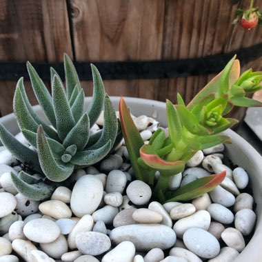 Crassula 'Surprise Party'