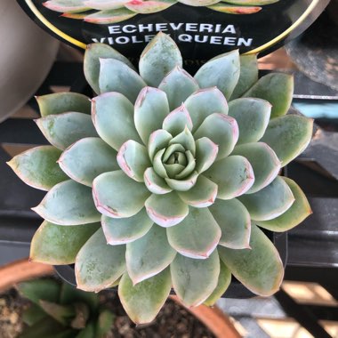 Echeveria Violet Queen