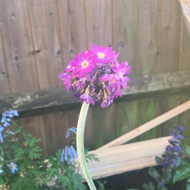 Primula denticulata