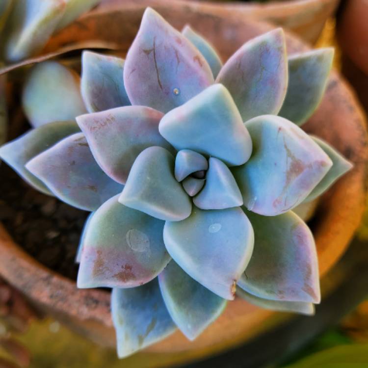 Plant image Graptoveria Tricolor