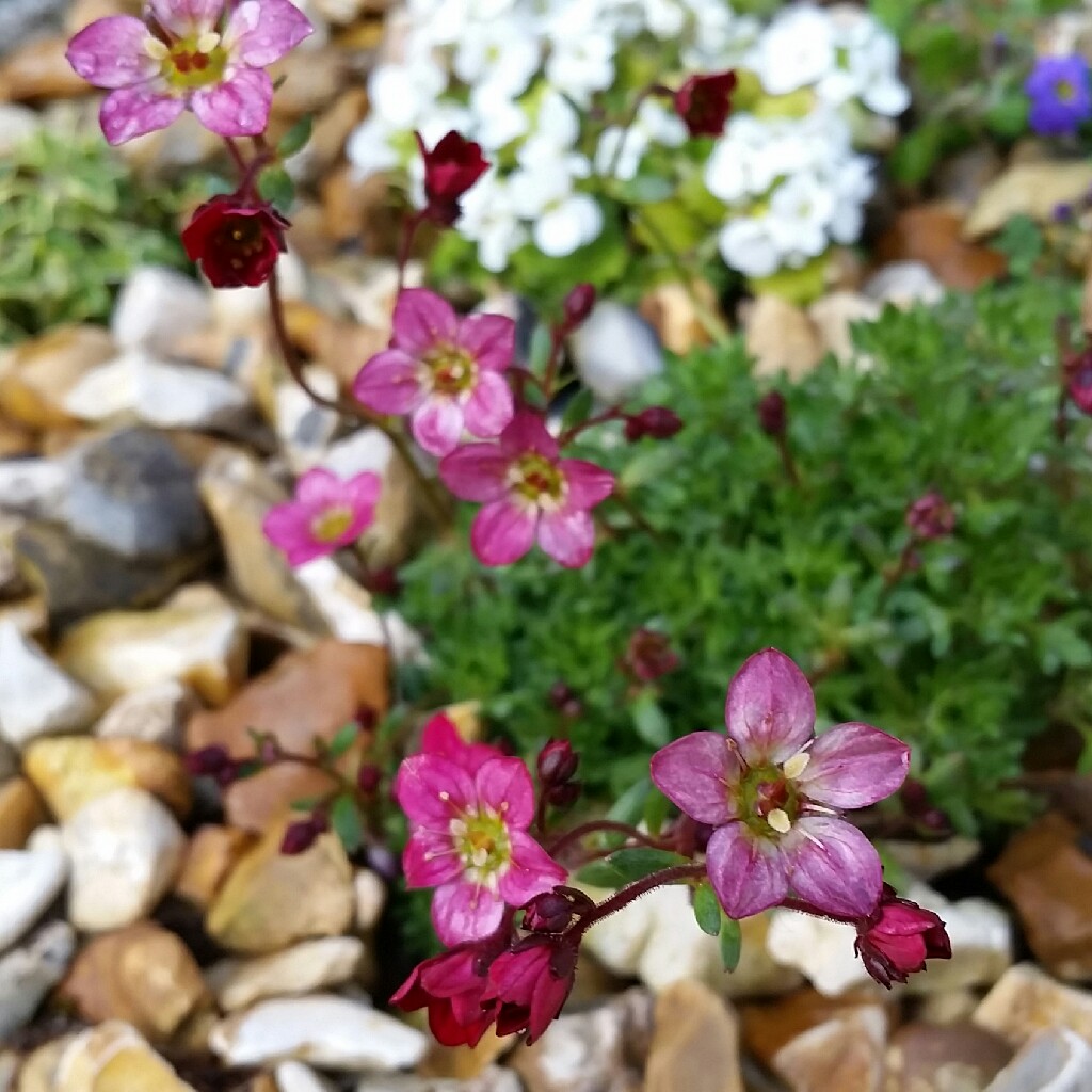 Plant image Saxifraga 'Peter Pan'