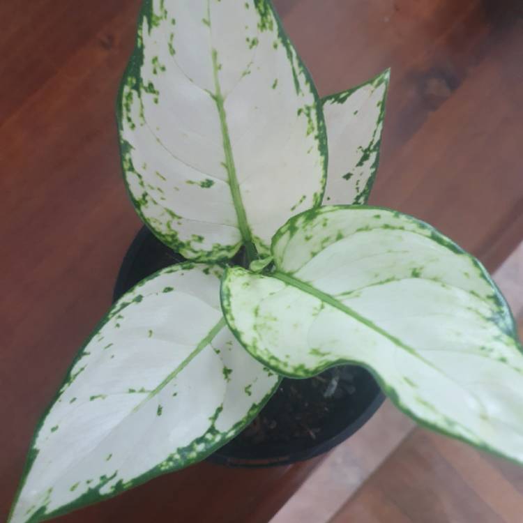 Plant image Aglaonema Super White 