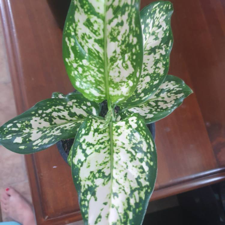 Plant image Aglaonema commutatum Eileen