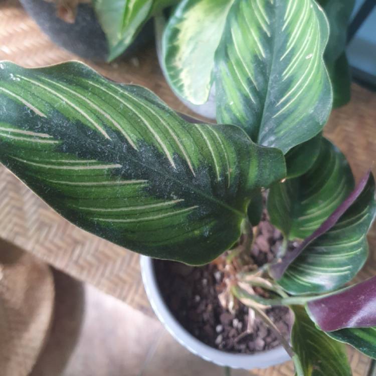 Plant image Calathea Ornata 'Beauty Star'