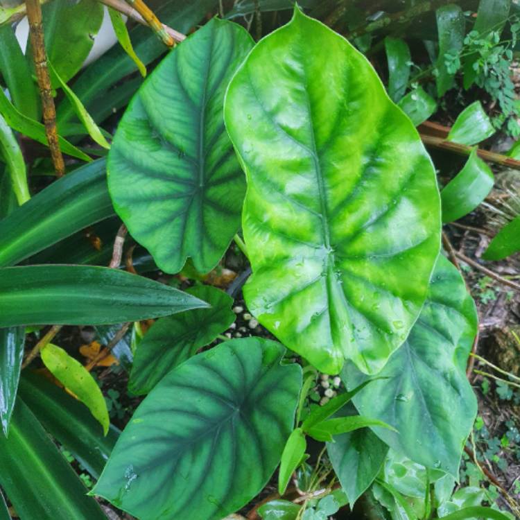 Plant image Alocasia clypeolata syn. Alocasia 'Green Shield', Alocasia clypeolata 'Green Shield'