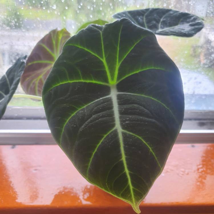 Plant image Alocasia reginula