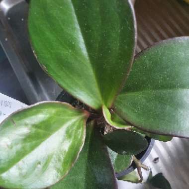 Peperomia