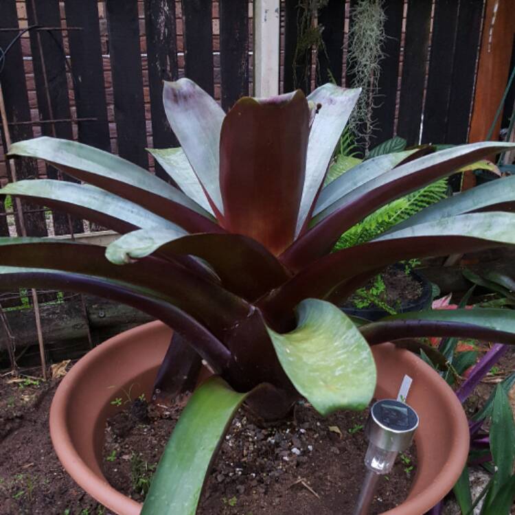 Plant image Alcantarea imperialis 'Silver Plum'