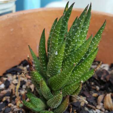 Haworthiopsis coarctata var. coarctata syn. Haworthia coarctata, Haworthia resendeana