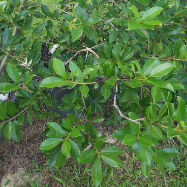 Psidium cattleyanum ; syn.Psidium cattleianum