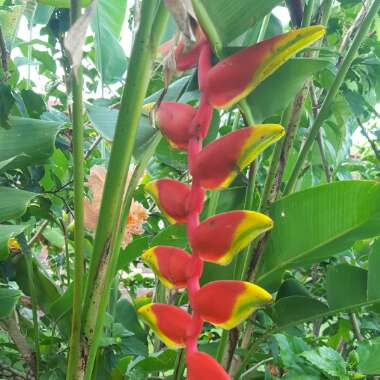 Heliconia Rostrata 'Inflorescence'