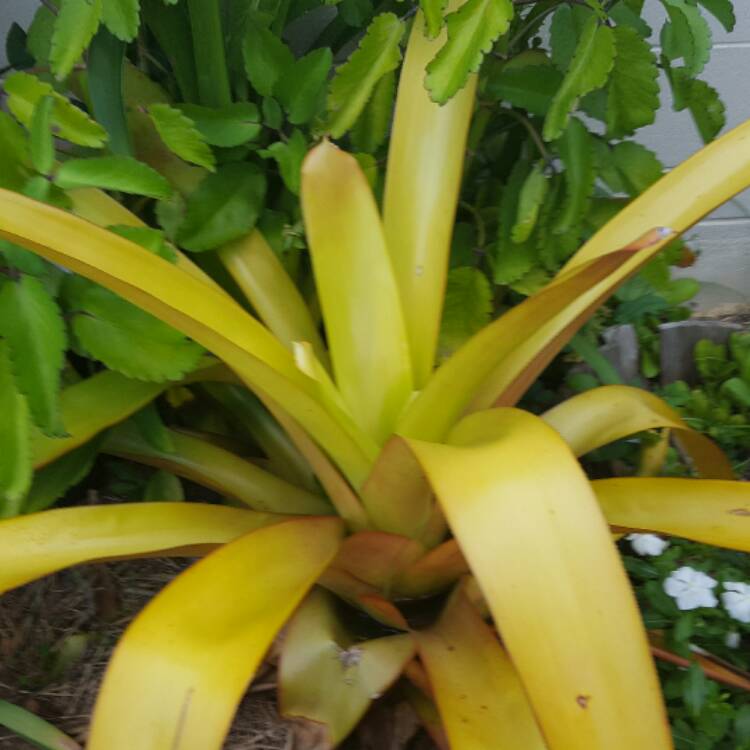 Plant image Aechmea blanchetiana