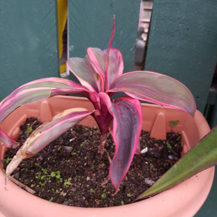 Plant image Cordyline 'Rosebud'